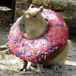 Meet your Posher, Briana